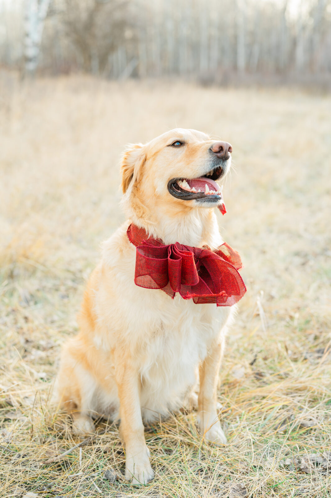 Family photographer in Rexburg