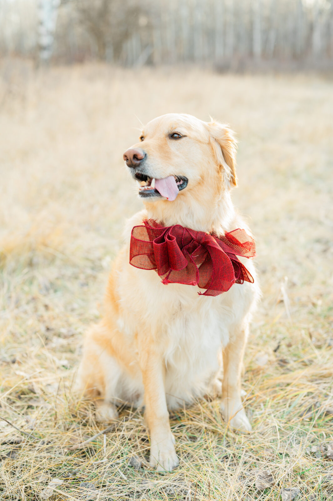 Family photographer in Rexburg