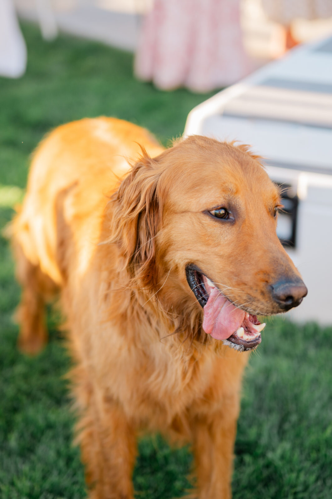 Idaho Falls wedding photographer