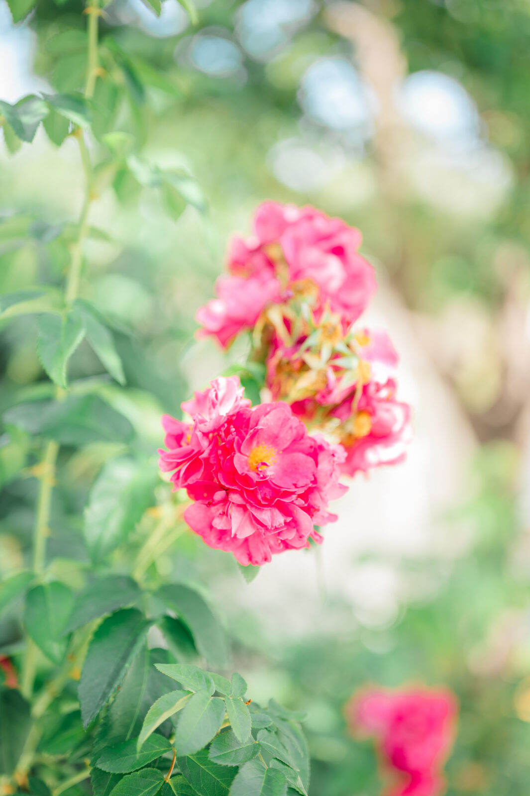 Best wedding photographer in Idaho Falls